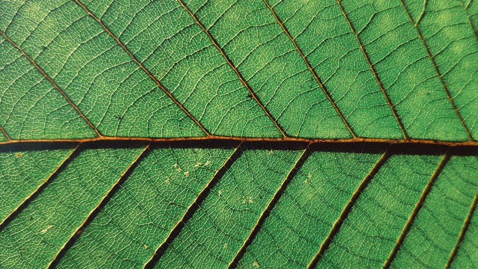 Dental Implants and Bone Regeneration